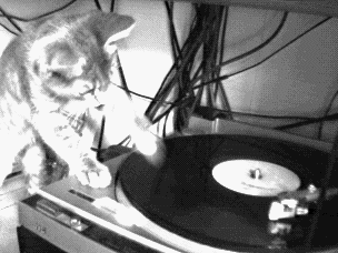le chat